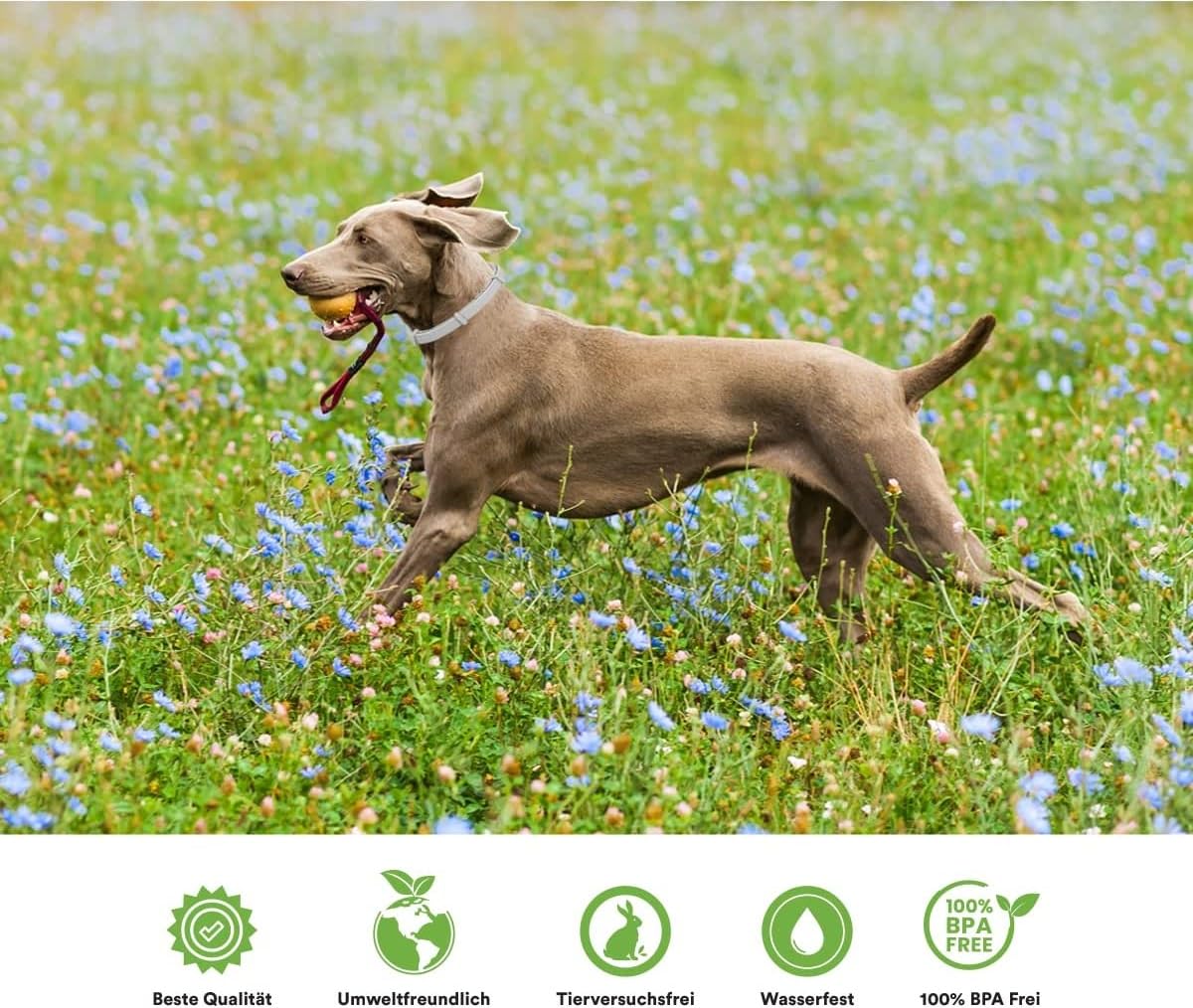 MC-Royal® Premium Zeckenhalsband für Hunde - Effektiver Schutz vor Ungeziefern - wasserdicht und verstellbar - bis zu 8 Monate Zeckenschutz mit 100% natürlichen Inhaltsstoffen