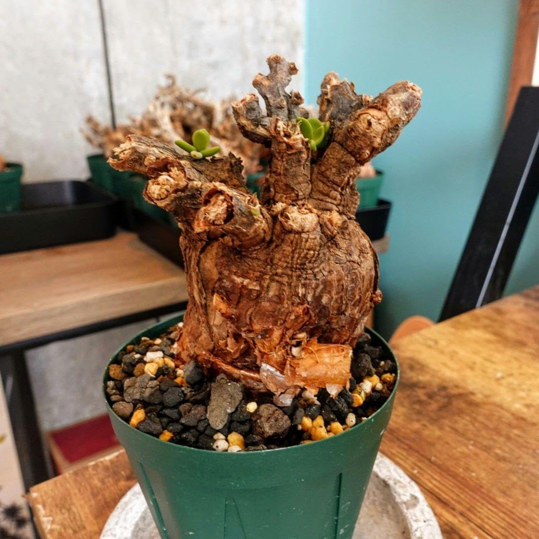 大株ケラリア・ピグマエア　発根済み鉢付き　現地株 ケラリア ピグマエア 現地球 発根済み 盆栽株 幹太 塊根植物 陶器鉢