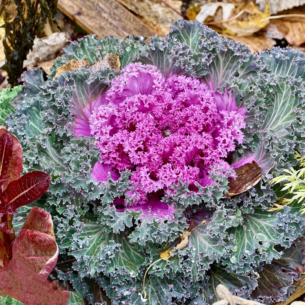 100 pcs Grnkohl Samen Pflanzen Balkon, Gartensamen Brassica oleracea  Bodendecker Samen Winterhart, Saatgut Alte Sorten Bio Samen, Balkon Pflanze  Saatgut Gemse, Mini Gewchshaus Alte : Amazon.de: Garten