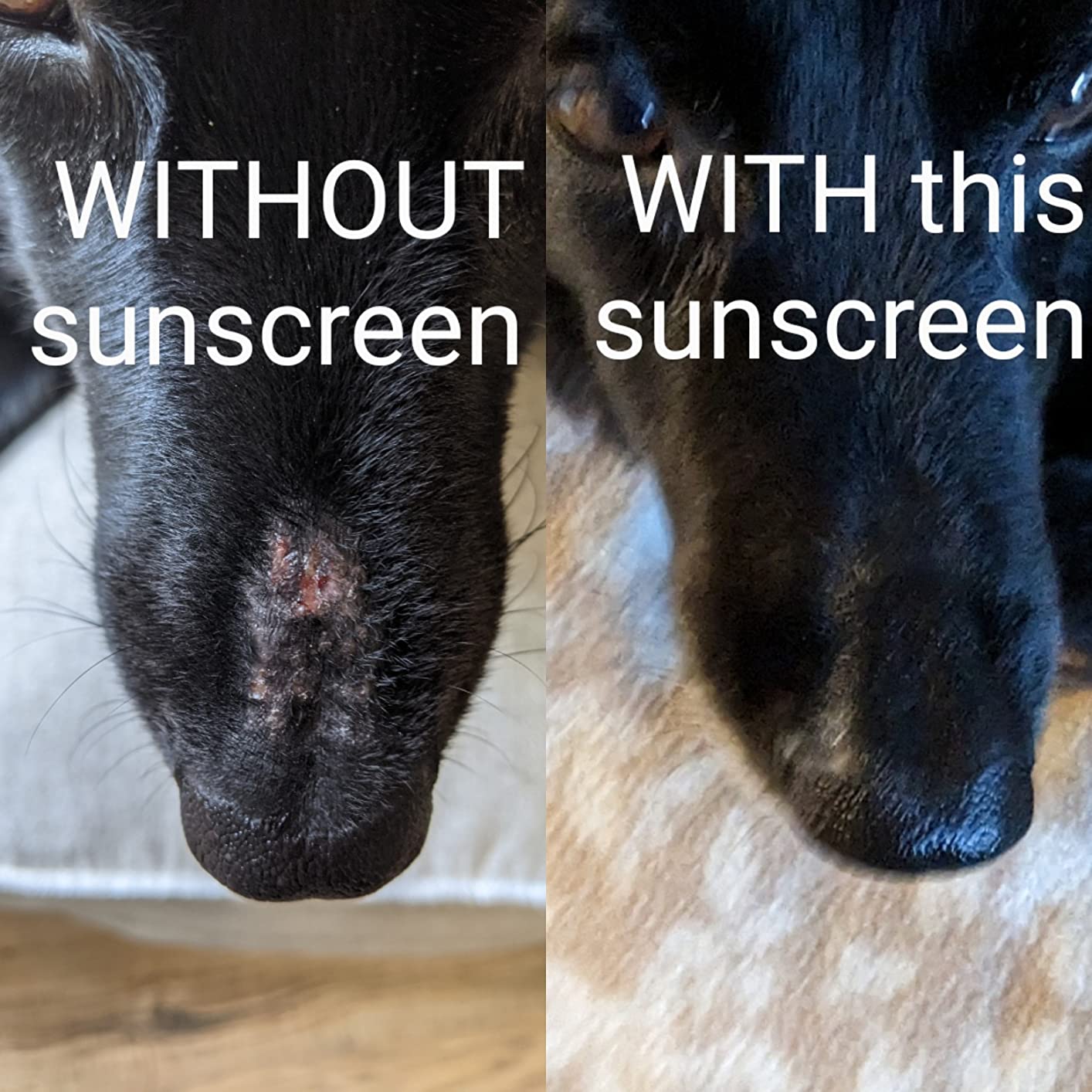 4/mo Finance K9 Care Sunscreen, Paws to Tail Protection, Prevents