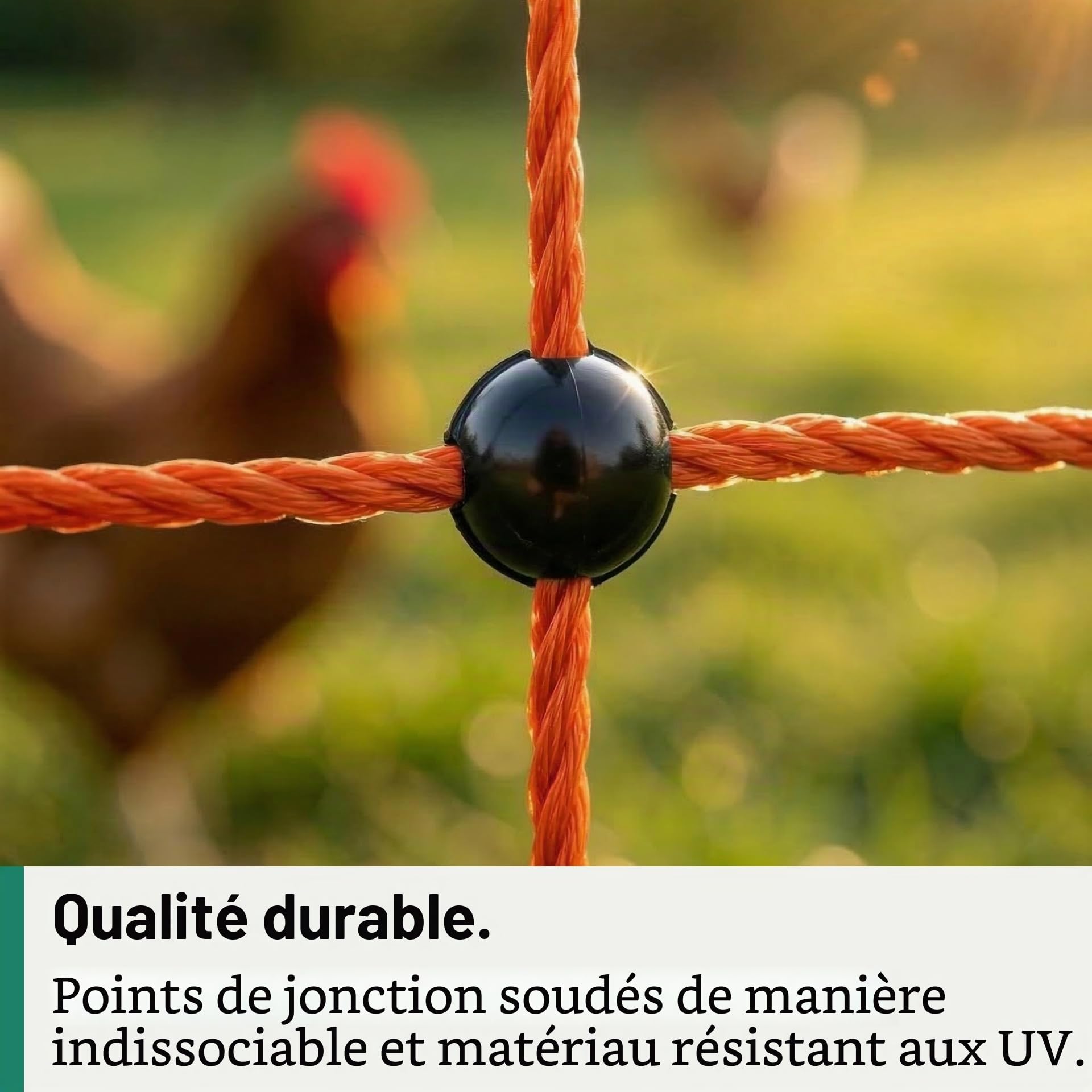 Agrarzone Filet pour volailles électrifiable orange 50m x 106cm - Filet électrifiable avec double pointe - Clôture pour poulets pour l'élevage de volailles en toute sécurité