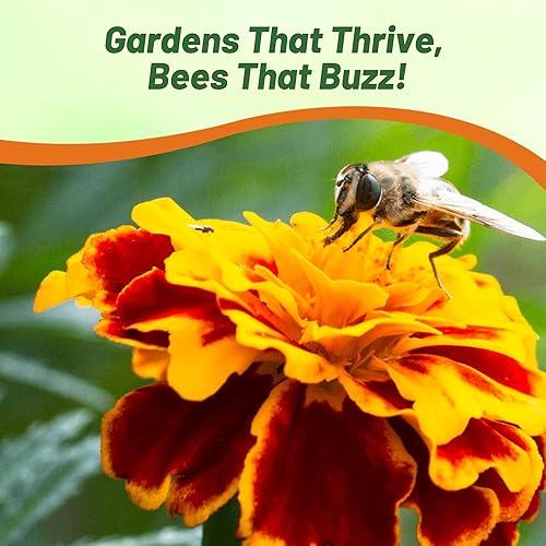 Miniatura 4 de Outsidepride Tagetes Patula Durango Bee French Marigold Garden Flower Seed - 500 Semillas