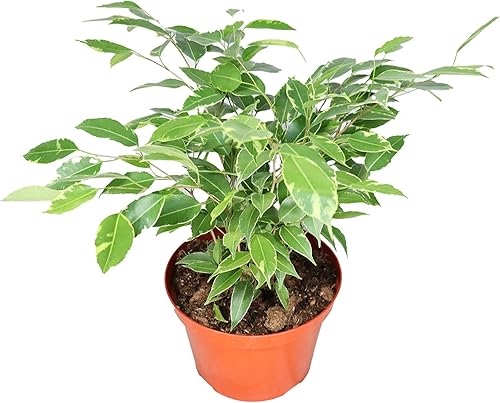 Ficus Benjamina abigarrado - 8" de California Tropicals