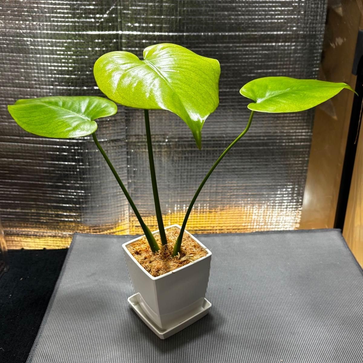 モンステラ デリシオーサ フルミント Monstera Full Mint モンステラ