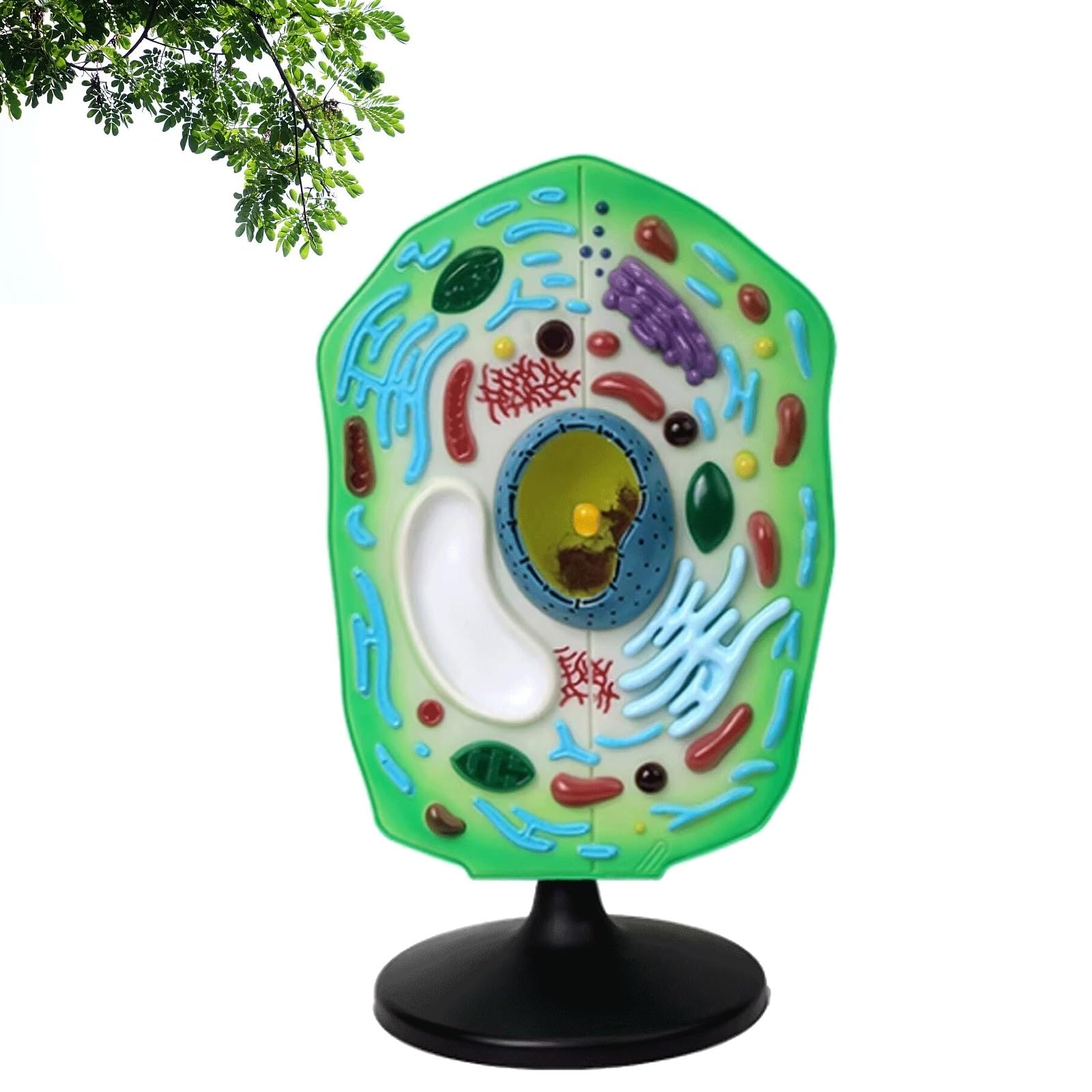 3D-Pflanzenzell-Anatomie-Modell, realistisches biologisches Modell mit abnehmbaren Teilen für pädagogisches Studium und Display, perfekt für Klassenzimmer und Lernen zu Hause