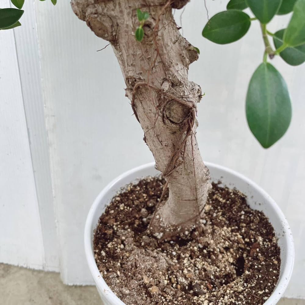 Amazon.co.jp: ガジュマル 盆栽風 約8号 陶器鉢受け皿無し 品種レア