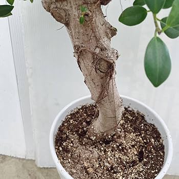 現品　ガジュマル　尖閣ガジュマル　センカクガジュマル　古木　観葉植物　インテリア センカクガジュマル 販売・通販 ［詳細ページ］ *tree tree*