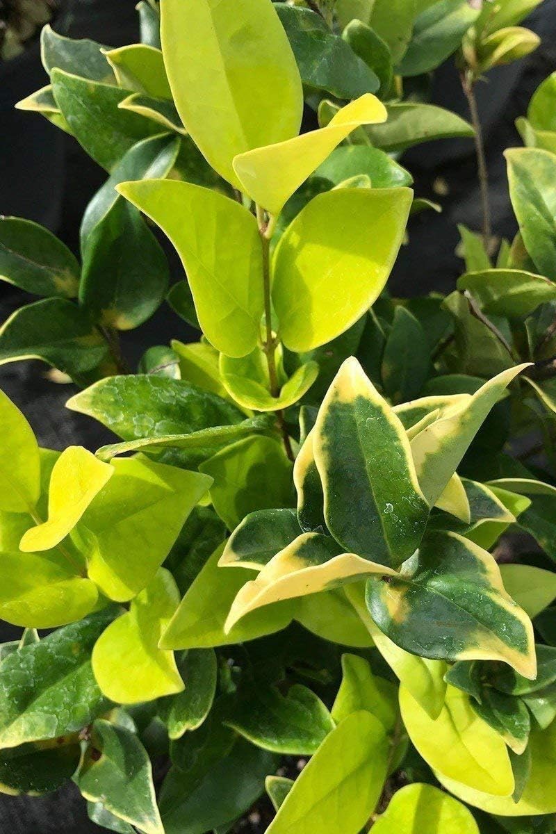 Ligustrum Japonicum Howardi - 12 Live Quart Size Plants - Privet Howardii - Variegated Evergreen Privacy Hedge