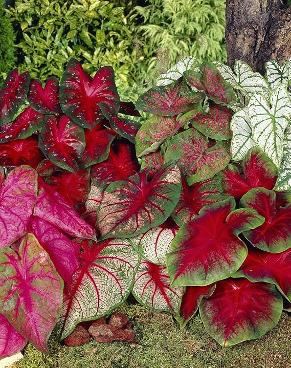 Mixed Caladium Bulbs for Planting - Perennial Hosta, Elephant Ears, Fancy (10 Bulbs)