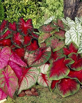 Mixed Caladium Bulbs for Planting - Perennial Hosta, Elephant Ears, Fancy (10 Bulbs)
