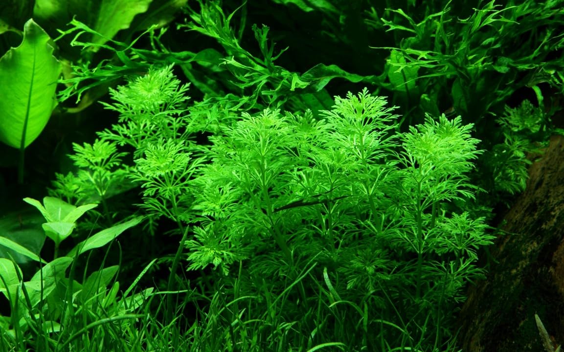Limnophila Sessiliflora - 1 mazzo - Piante vive per acquario