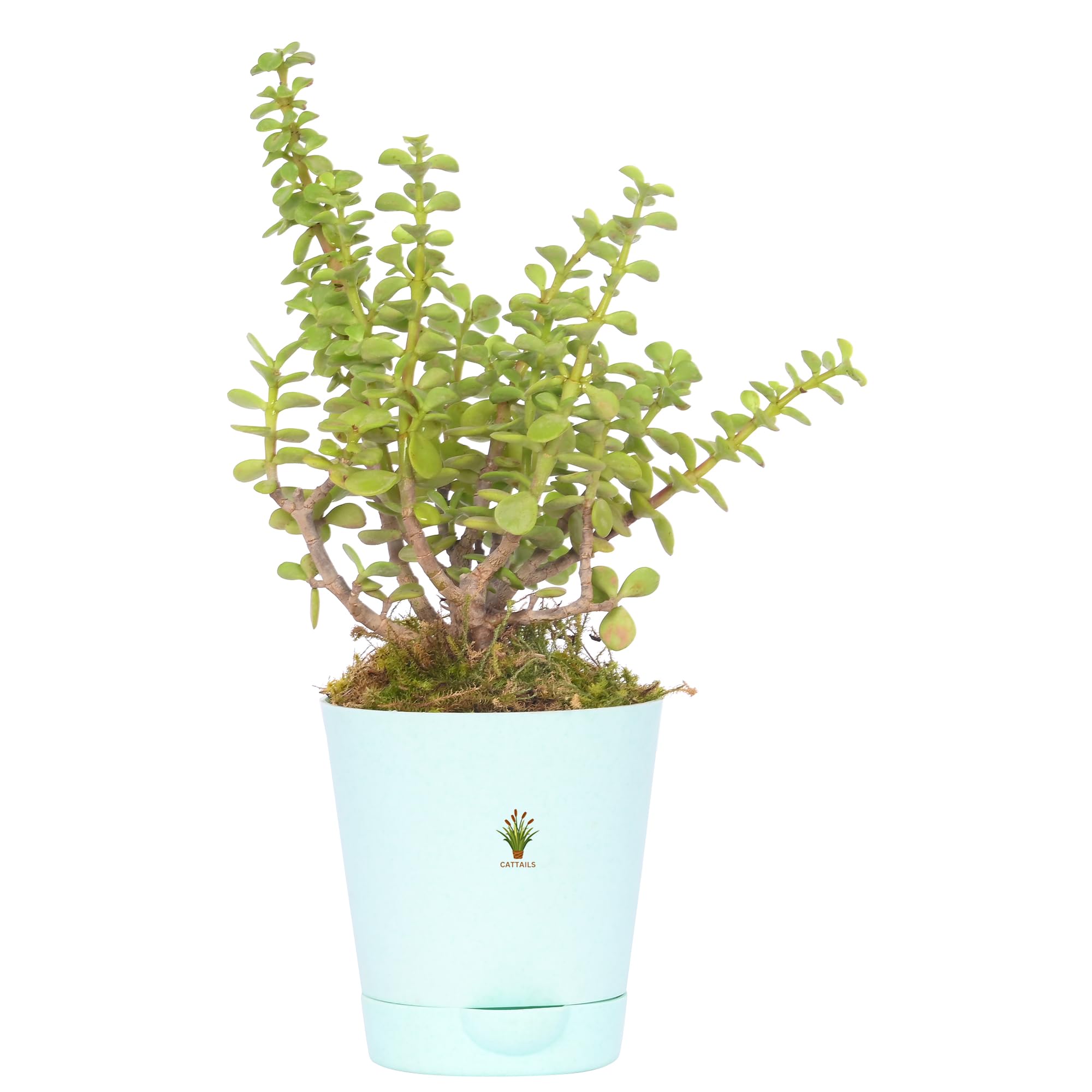 Good Luck Jade Plant (Crassula Ovata) | Live Indoor Plant in Black Self-Watering Pot | Perfect for Bedroom, Living Room, Kitchen & Office Table | Low Maintenance, Air-Purifying Houseplant-image-39