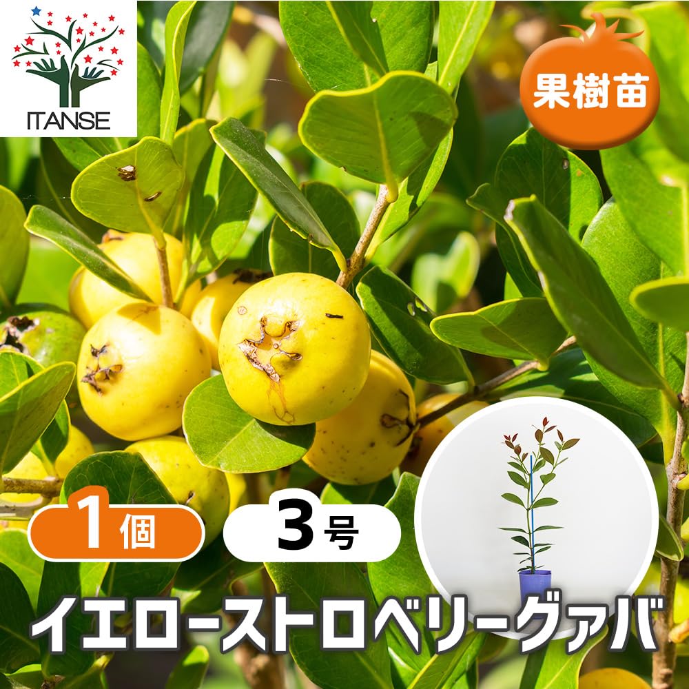 Amazon.co.jp: ITANSE グァバの苗 イエローストロベリーグァバ 3