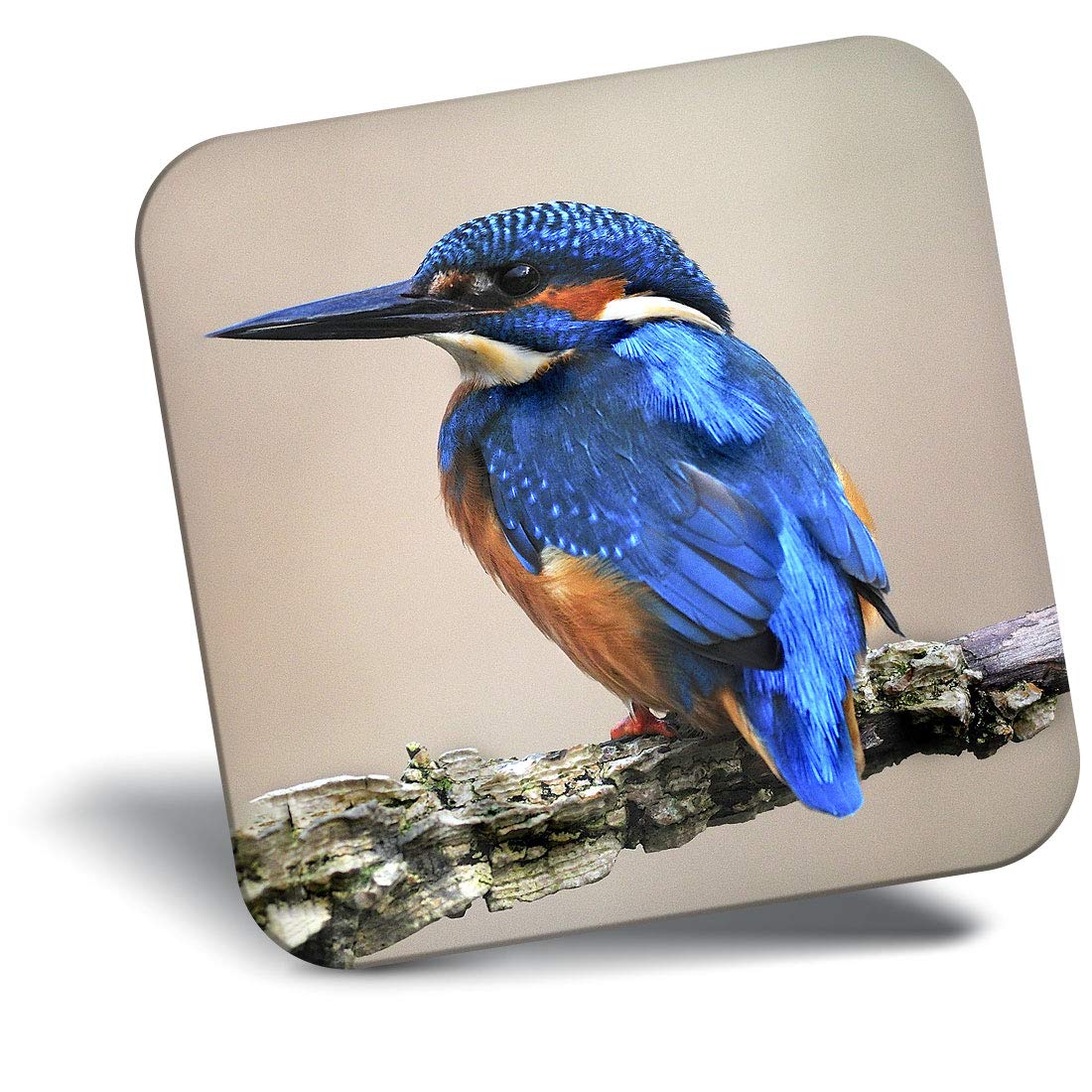Destination Vinyl ltd Fridge Magnet - Wild Blue Male Kingfisher Bird 15795