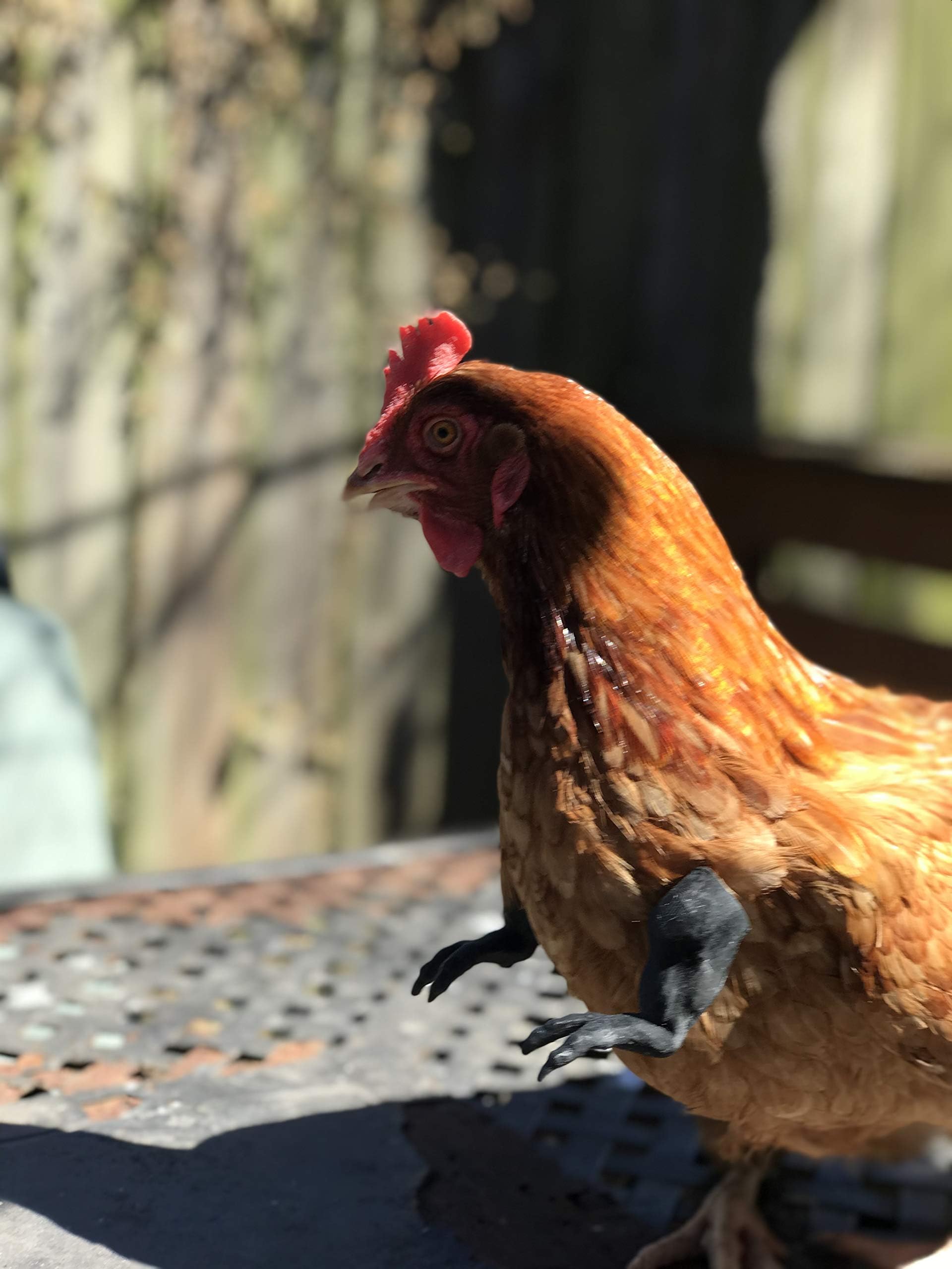 T-Rex Black The Original Chicken Arms Made in Texas America Put on Chickens to Wear Trex Raptor Dinosaur Claw Chicken Funny Toys Photo Props Novelty Gift for Viral Photos, 3D Printed Meme Fighting