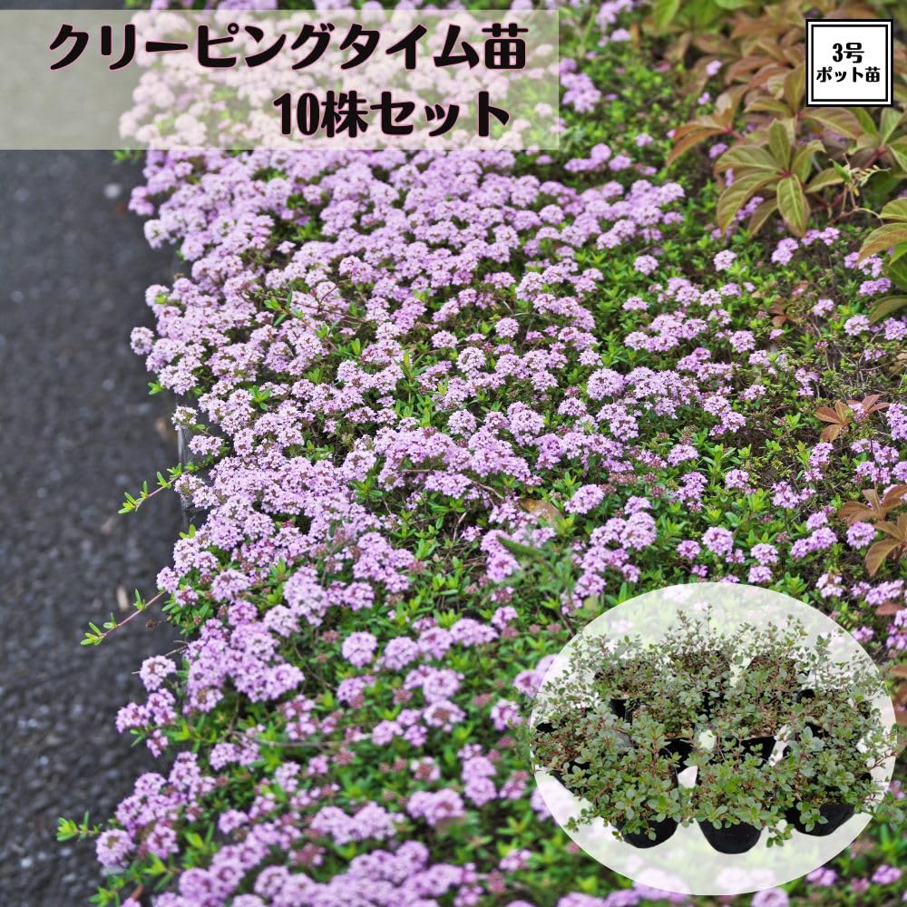 Amazon.co.jp: 《 クリーピングタイム 苗 》 グランドカバー タイム