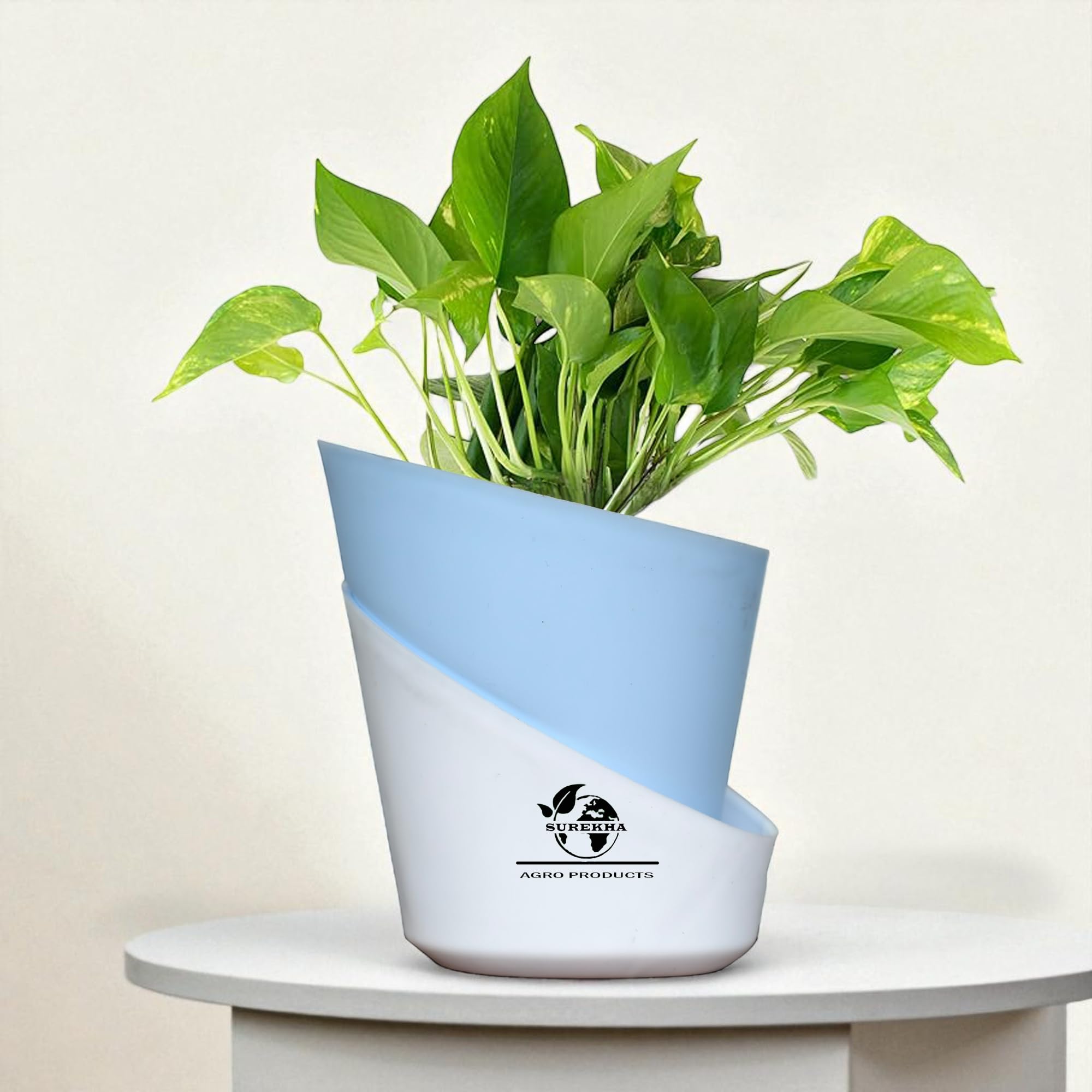 Surekha Agro Money Plant Indoor Live Plant with Self Watering Pot | Golden Pothos for Home Decor | Live Money Plant with Pot for Office Desk, Living Room | Air Purifying House Plant (Oval Sky Blue)-picture-32