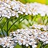 Yarrow summer white Milfoil 3000 seeds Plant tag Freebie - Achillea Millefolium
