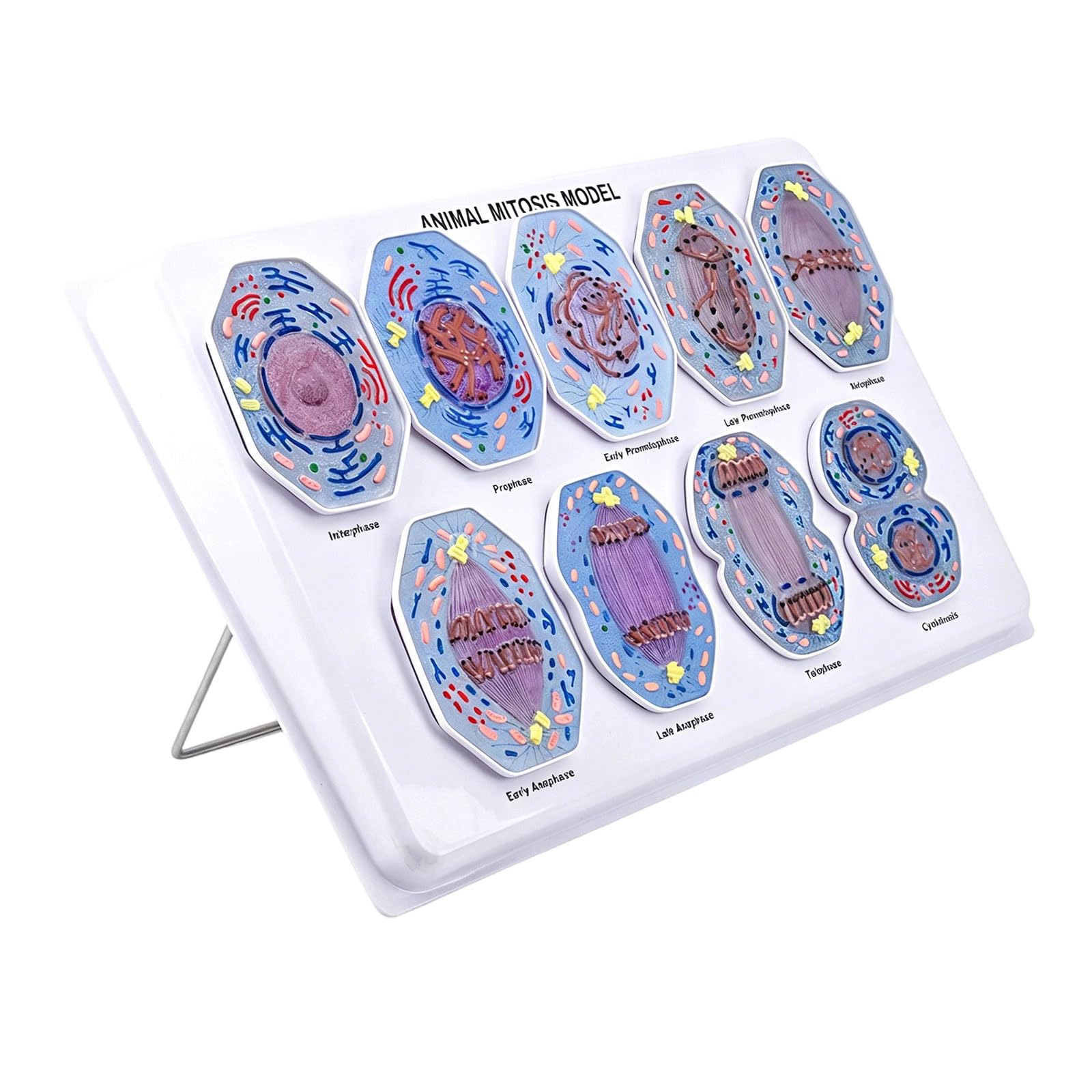 Modelo de demostración de mitosis anatómica Ayuda didáctica en de biología con fases de mitosis celulares extraíbles para períodos de laboratorio de ciencias