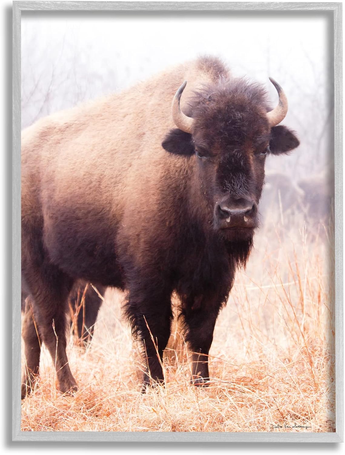 Stupell Industries Wild Cattle Bison Photograph Grassy Autumn Field Cool Tones, Designed by Debra Van Swearingen Gray Framed Wall Art, 11 x 14, Orange