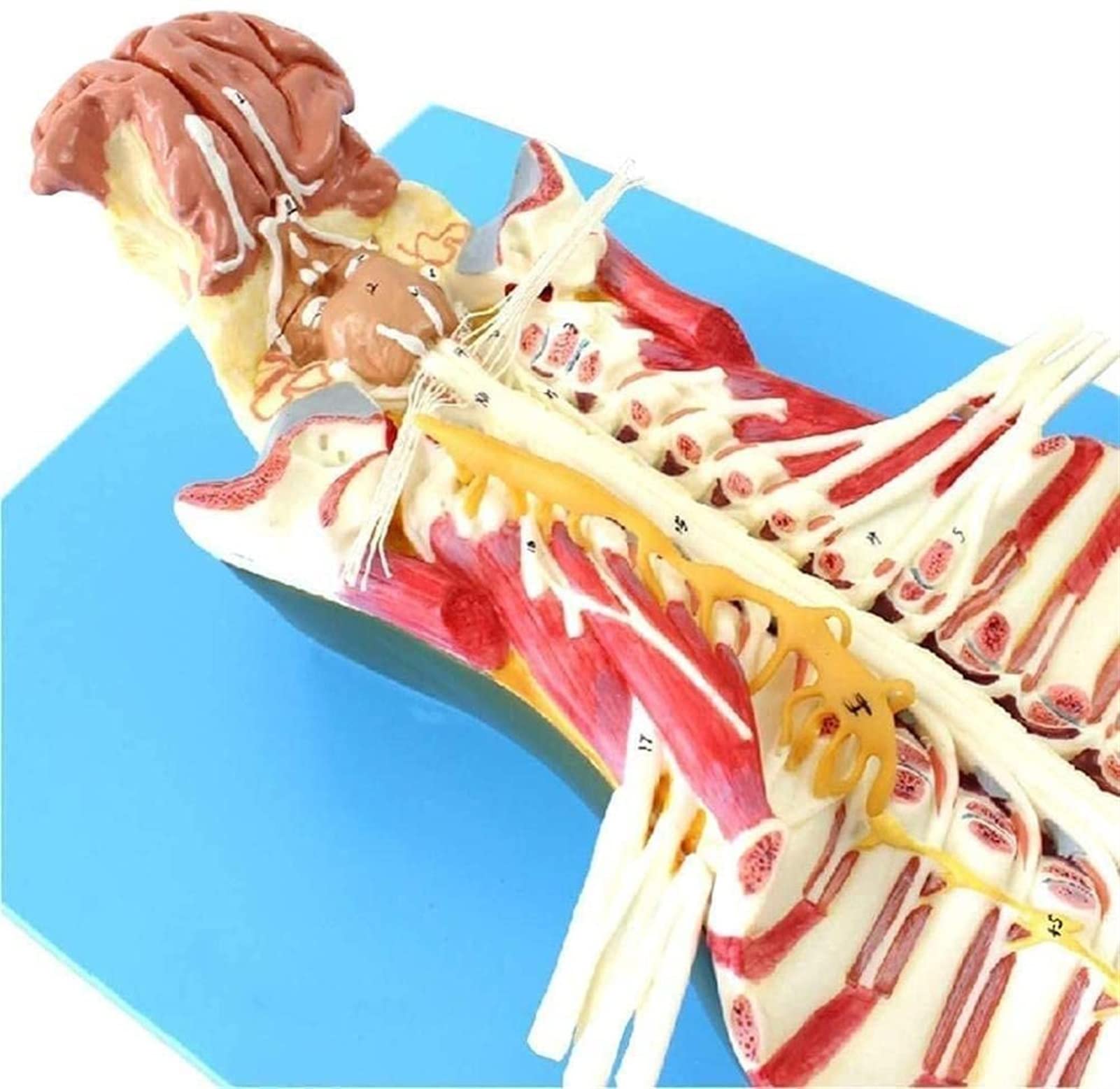 Model anatomiczny zębów model badania model zęby anatomia model implant dentystyczny zęby model ludzki model anatomiczny zdejmowany model zębów do ekspozycji studyjnej