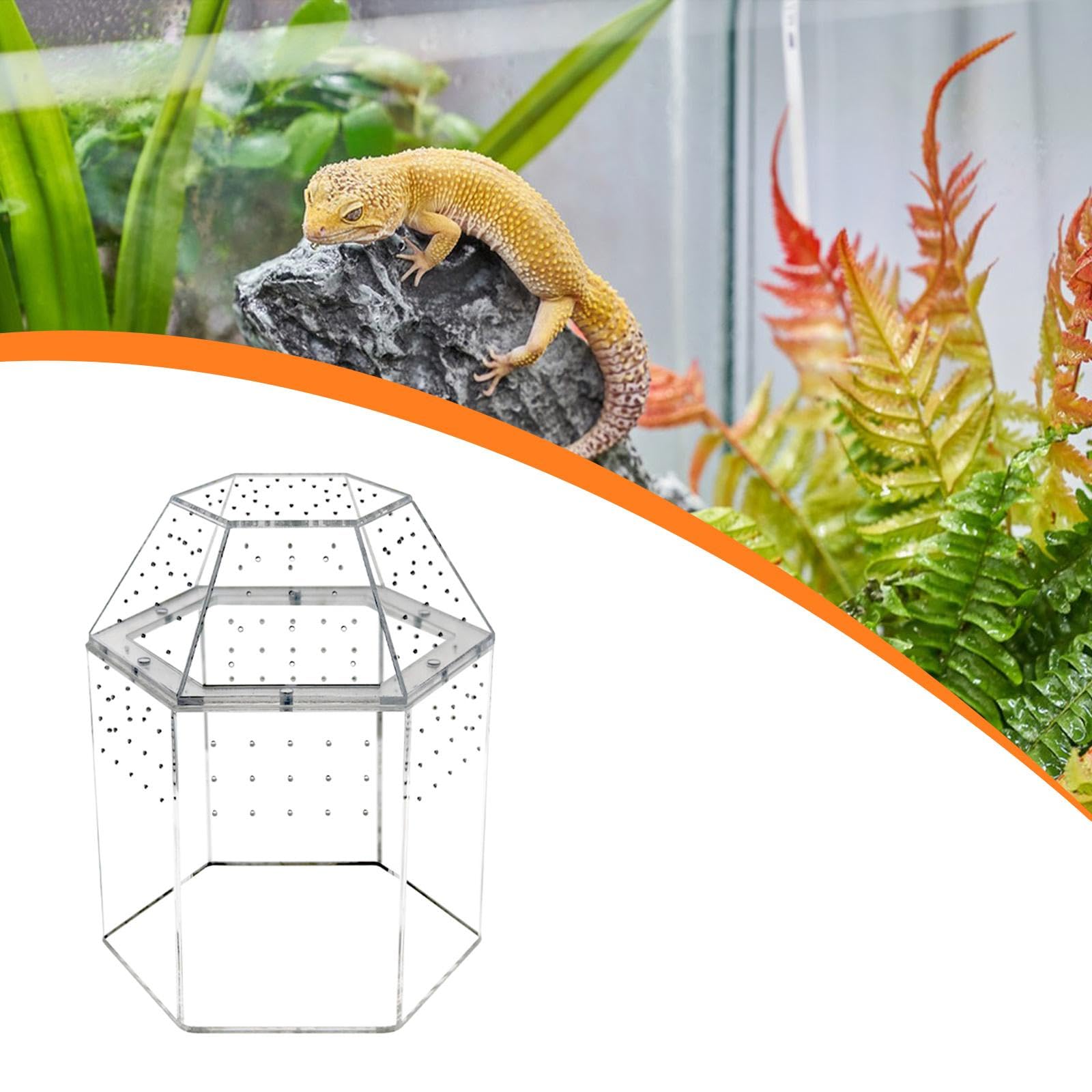 Reptilien Terrarium mit Mehrlochbelüftung, Kleinem Acryl Futternapf, Transparentem Aquarium Und Zubehör – Ideal für