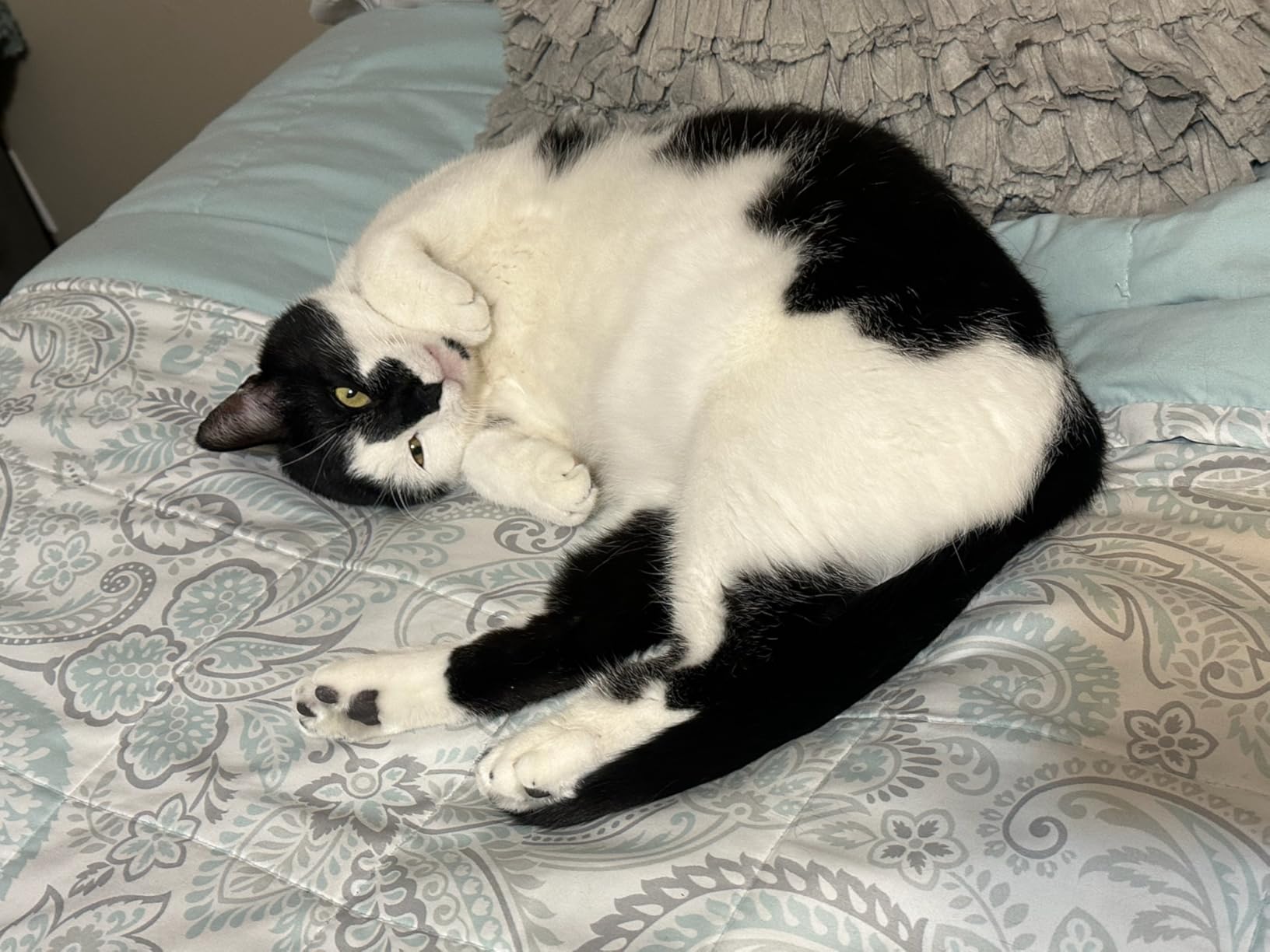 ChomChom Roller Pet Hair Remover and Reusable Lint Roller - Cat and Dog Hair Remover for Furniture, Couch, Carpet, Clothing and Bedding - Portable, Multi-Surface Fur Removal Tool (White) photo review