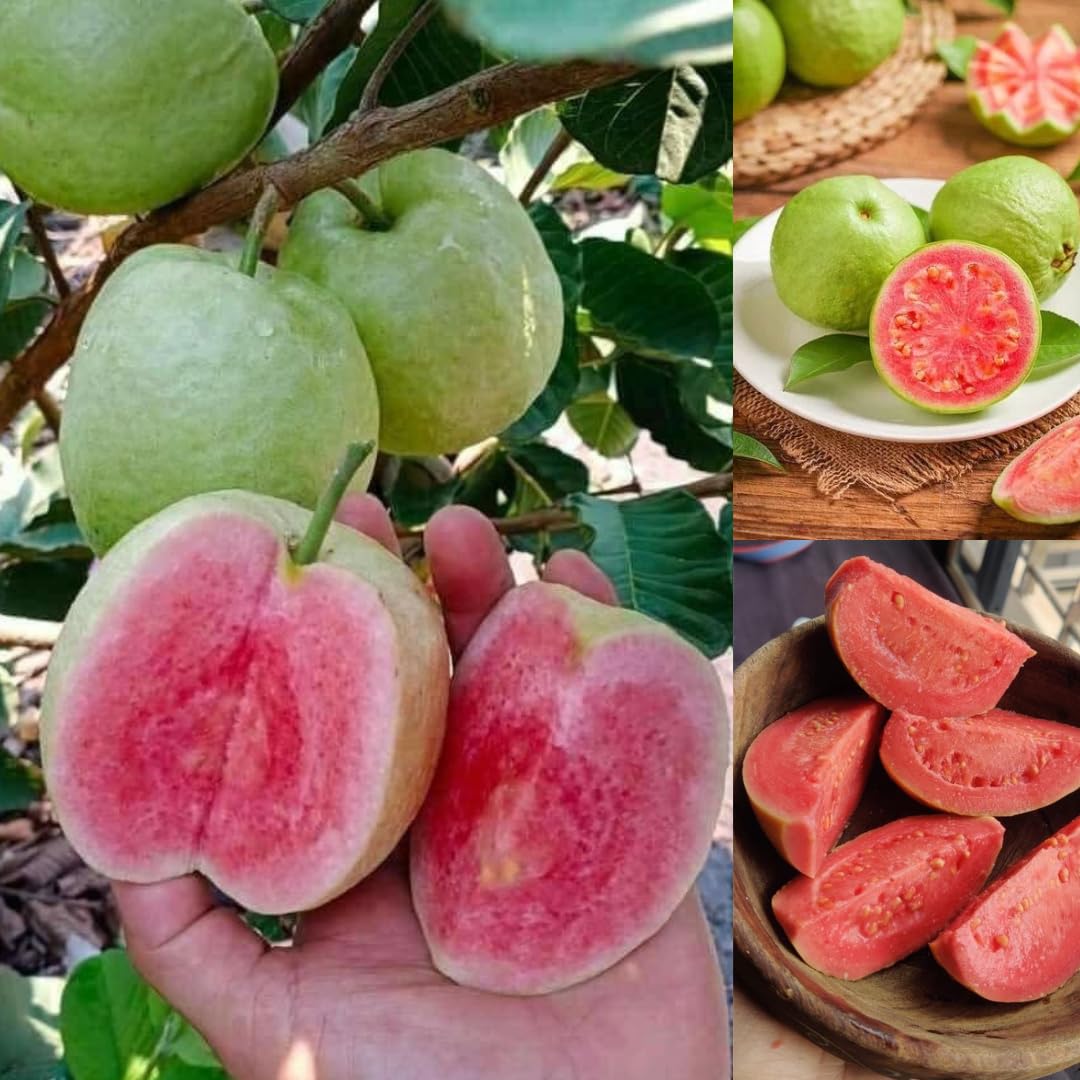 Greenlifelive Organic Guava Green Skin Red Flesh Sweet Crunchy All Season Guava Live Plant (B0CV7Z25FN) Amazon Price History, Amazon Price Tracker