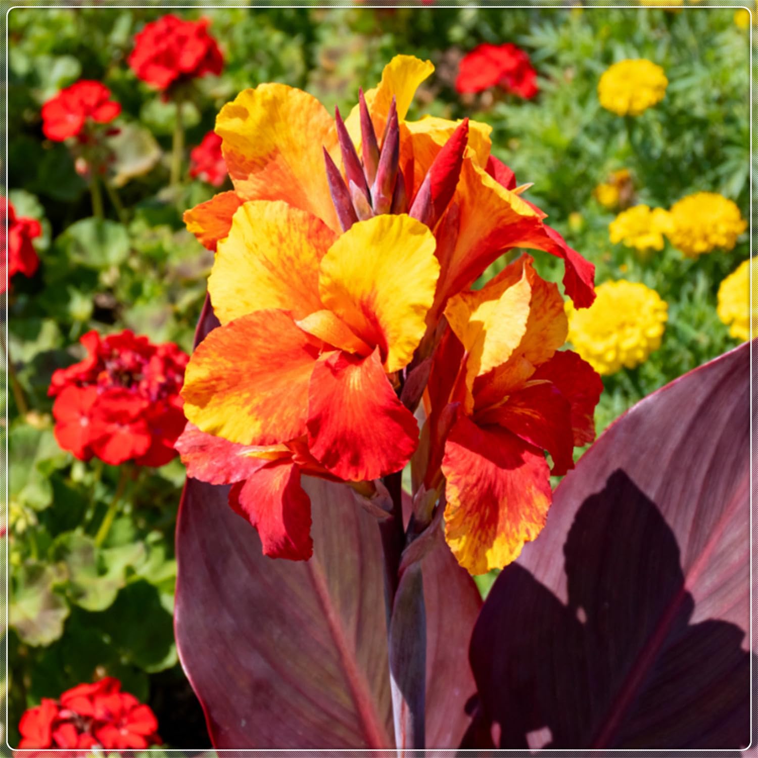 Lirios Canna de colores vibrantes a granel, fáciles de cuidar, cultivados profesionalmente, ideales para embellecer su jardín-5 root-C