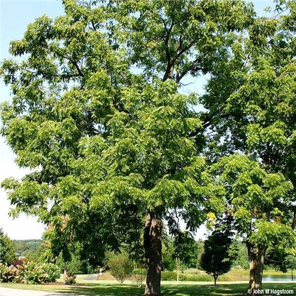 Miniatura 2 de Plántulas de árbol de nogal negro  Plántulas de árbol de 2 a 3 pies de alto 2 árboles