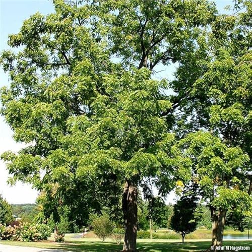 Black Walnut Tree Live Plant | Live Tree Seedlings (2 Trees) - No Ship to California