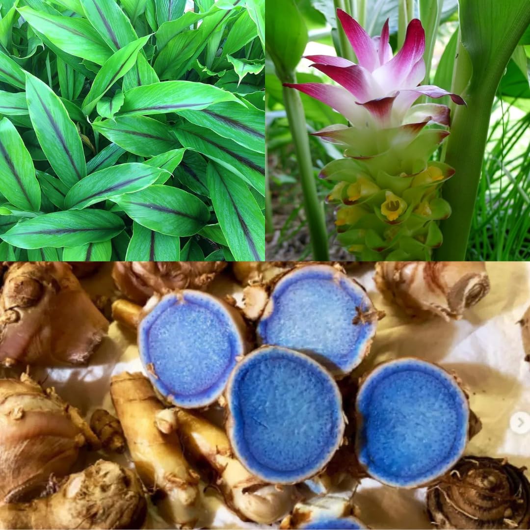 See full amazon price history chart for M-Tech Gardens Rare Black Turmeric Medicinal Herb Plant (Curcuma caesia, Hybrid) Exotic 1 Live Medicinal Plant M-Tech Gardens Rare Black Turmeric Medicinal Herb Plant (Curcuma caesia, Hybrid) Exotic 1 Live Medicinal Plant (B0CX8NFQHM) Amazon Price History, Amazon Price Tracker