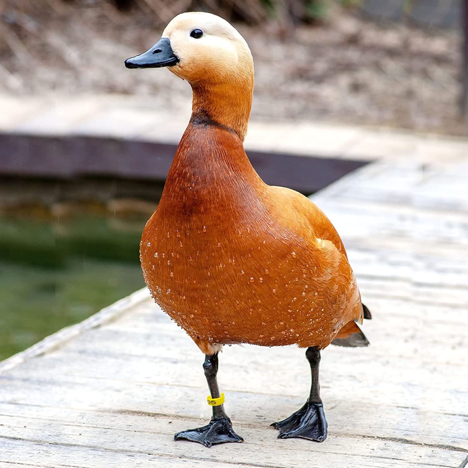 Anelli Per Gambe Di Pollo, Anelli Per Galline, Anelli Per Coscia Di Pollo, 80 Pezzi Anelli Per Piede Di Pollame, Per Pulcini Bantam Fringuello Colomba Piccioncino Quaglia, 8 Colori, 16mm