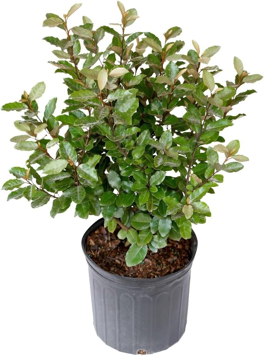Elaeagnus Shrub Live Outdoor Plant – Fast Growing Evergreen Hedge w/Fragrant White Flowers & Red Berries Grows Upto 10 ft in 3 Gal Grower Pot – Hardy Drought Tolerant Landscape Plant, 1-Pack