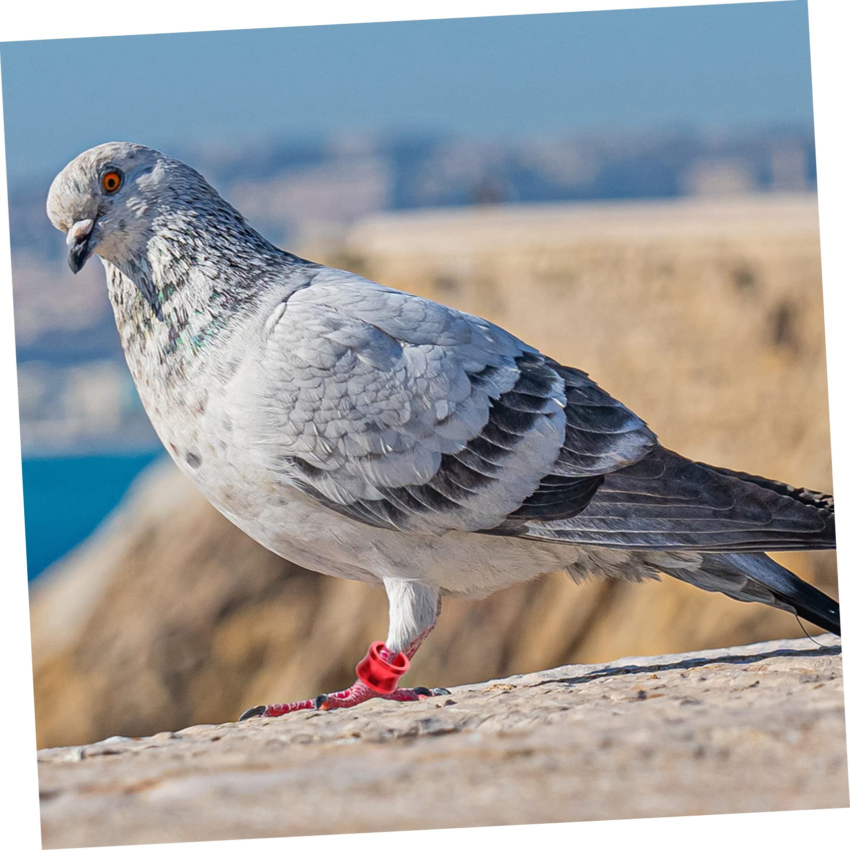 Sosoport 100piezas Anillas De Identificación para Coloridas Anillos De para Aves De Distinción para De y Aves