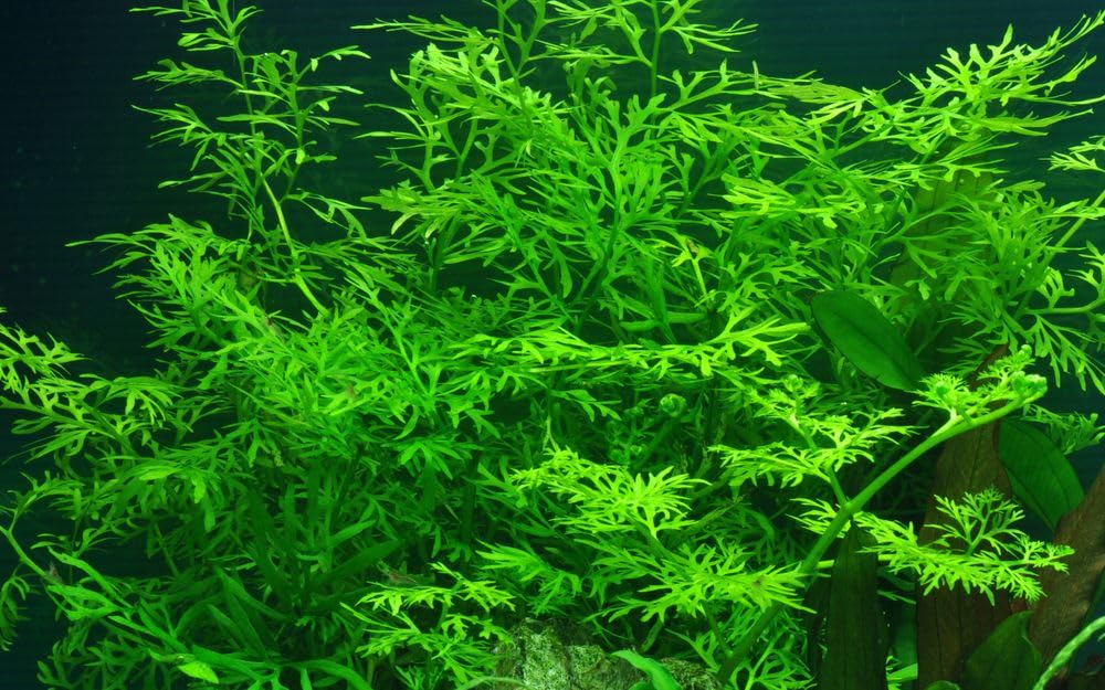 AquaOne Pianta per acquario, ceratopteris thalictroides, pianta acquatica, pianta a stelo completamente radicato, facile da pulire, decorazione Aquascaping