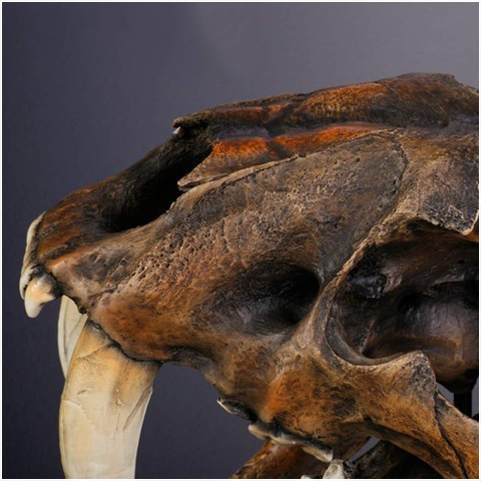 Amazon.co.jp: 動物樹脂像モデルサーベルタイガーの頭蓋骨レプリカ