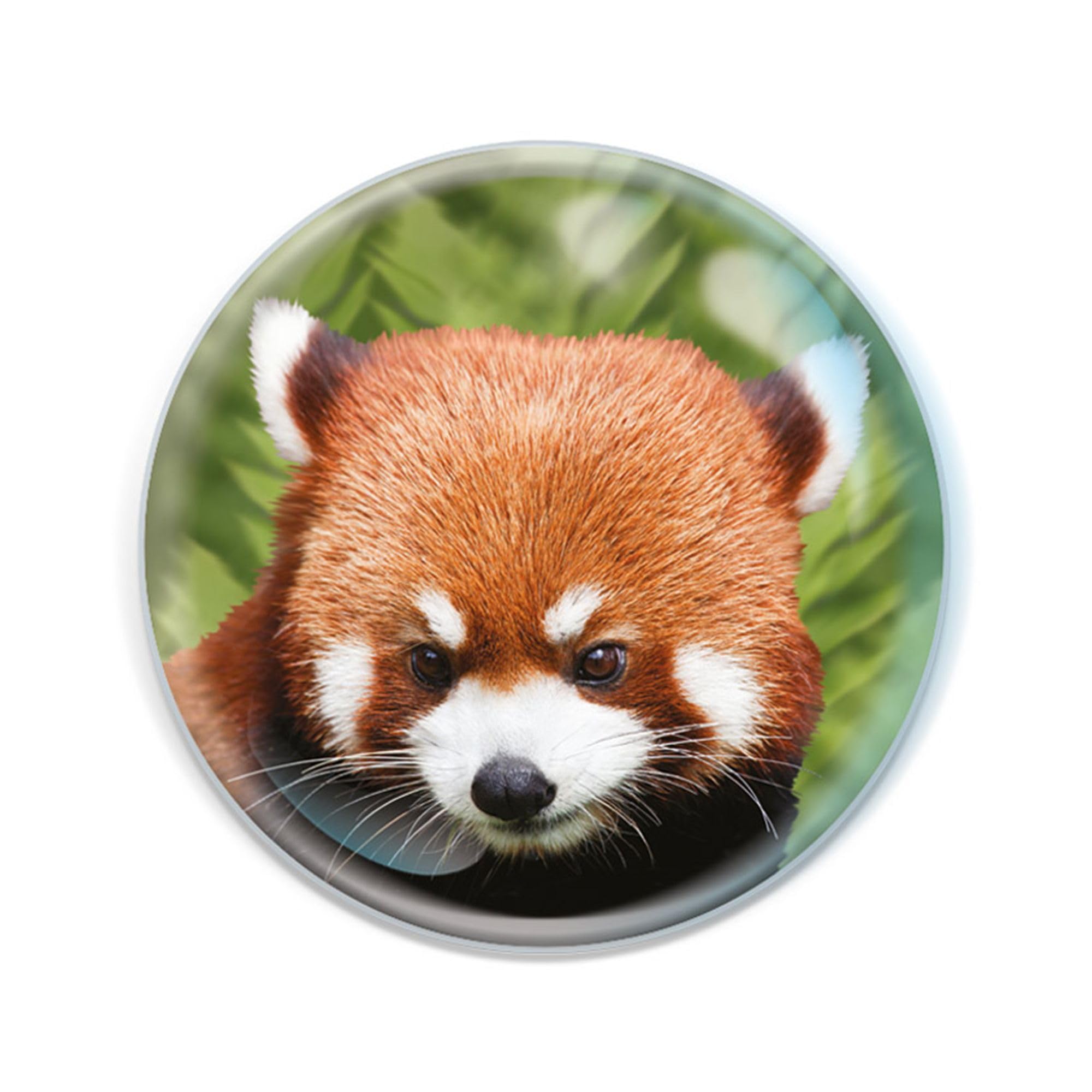 Deluxebase Magnidome Red Panda Fridge Magnet – Crystal Glass Dome Animal Magnets for Fridges, Decorative Strong Magnet for Kitchen Accessories, Novelty Gifts and Cute Home Decor.