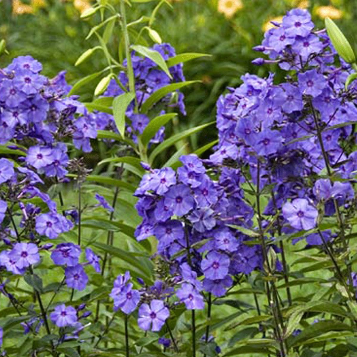 6 x Phlox paniculé 'Blue Paradise' - Phlox Paniculata 'Blue Paradise' - Godet 9x9cm