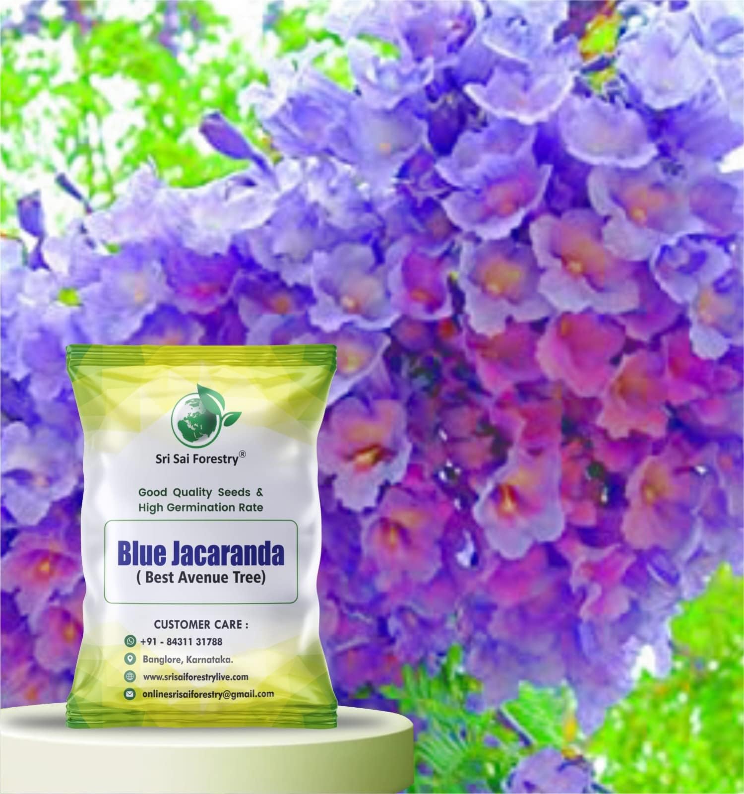Jacaranda Mimosifolia Tree Seeds (100 Seeds) – Fast Growing Exotic Flowering Tree | Rare Blue-Lavender Blooms | High Germination, Indoor/Outdoor Planting