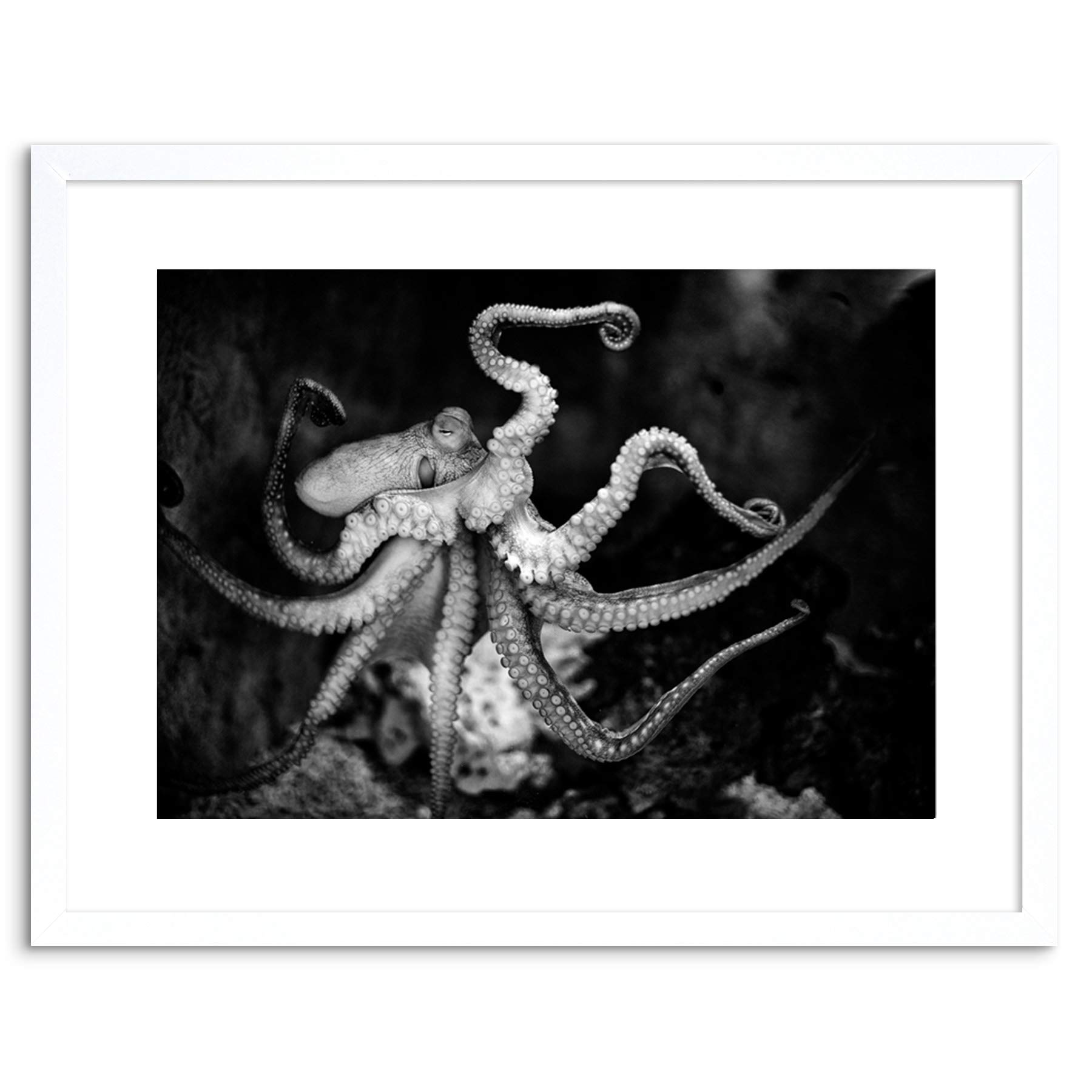 Wee Blue Coo ANIMAL PHOTO AQUATIC MARINE OCTOPUS BW FRAMED ART PRINT POSTER F97X11773