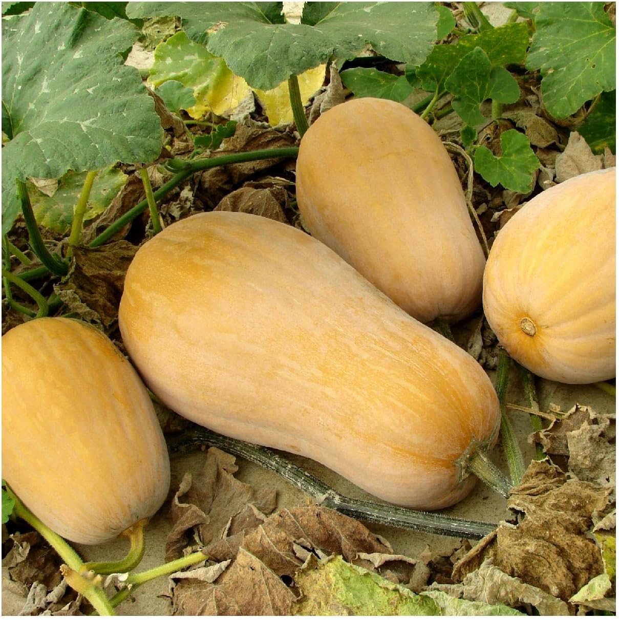 Everwilde Farms - 1 Lb Waltham Butternut Winter Squash Seeds - Gold Vault