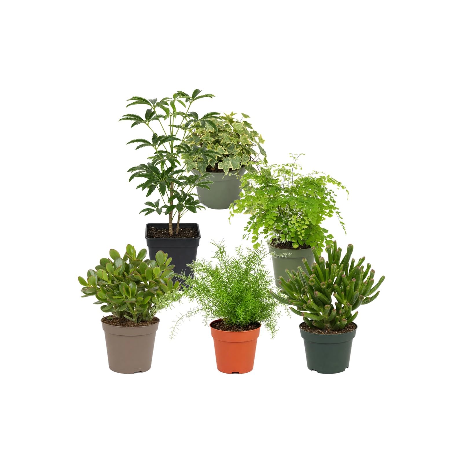 DECOALIVE Pack 6 Plantas de Interior para Rincones con Plantas