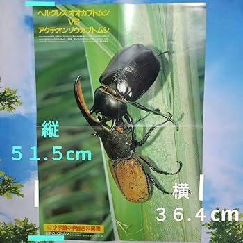Amazon.co.jp: 折りたたみポスター！ 海外カブトムシ＆クワガタ昆虫