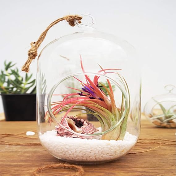 WGV Hanging Glass Plant Terrarium Bulk, Width 5, Height 6, Lantern DIY Air Succulent Planter Clear Tea Light Votive Candle Holder, Wedding Event Office Home Outdoor Decor, 12 Pieces