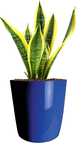 Miniatura 2 de The HC Companies Aria - Maceta redonda de riego automático de 12 pulgadas, maceta de plástico para plantas de interior y exterior, flores, hierbas,