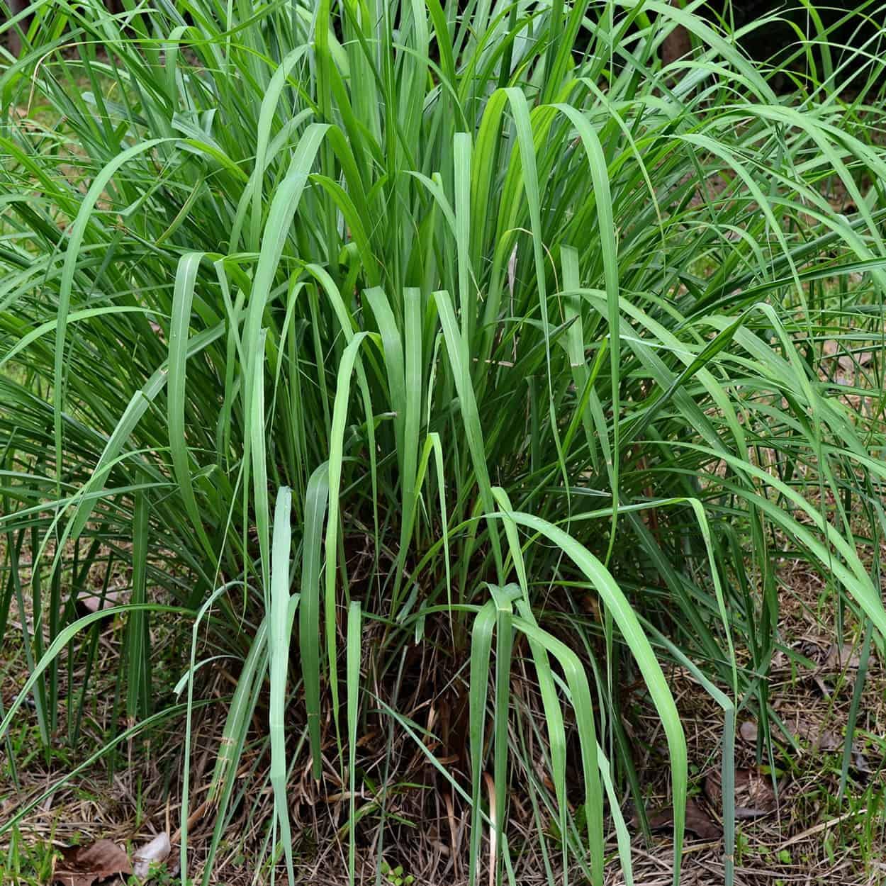 Fresh Organic Agrotech -Citronella Grass live root slips, widely use in adds flavoring for culinary/tea, a great fever reducer, muscle relaxer better than lemon grass for cultivation/gardening (Pack of 25Nos) (B09JM382V3) Amazon Price History, Amazon Price Tracker