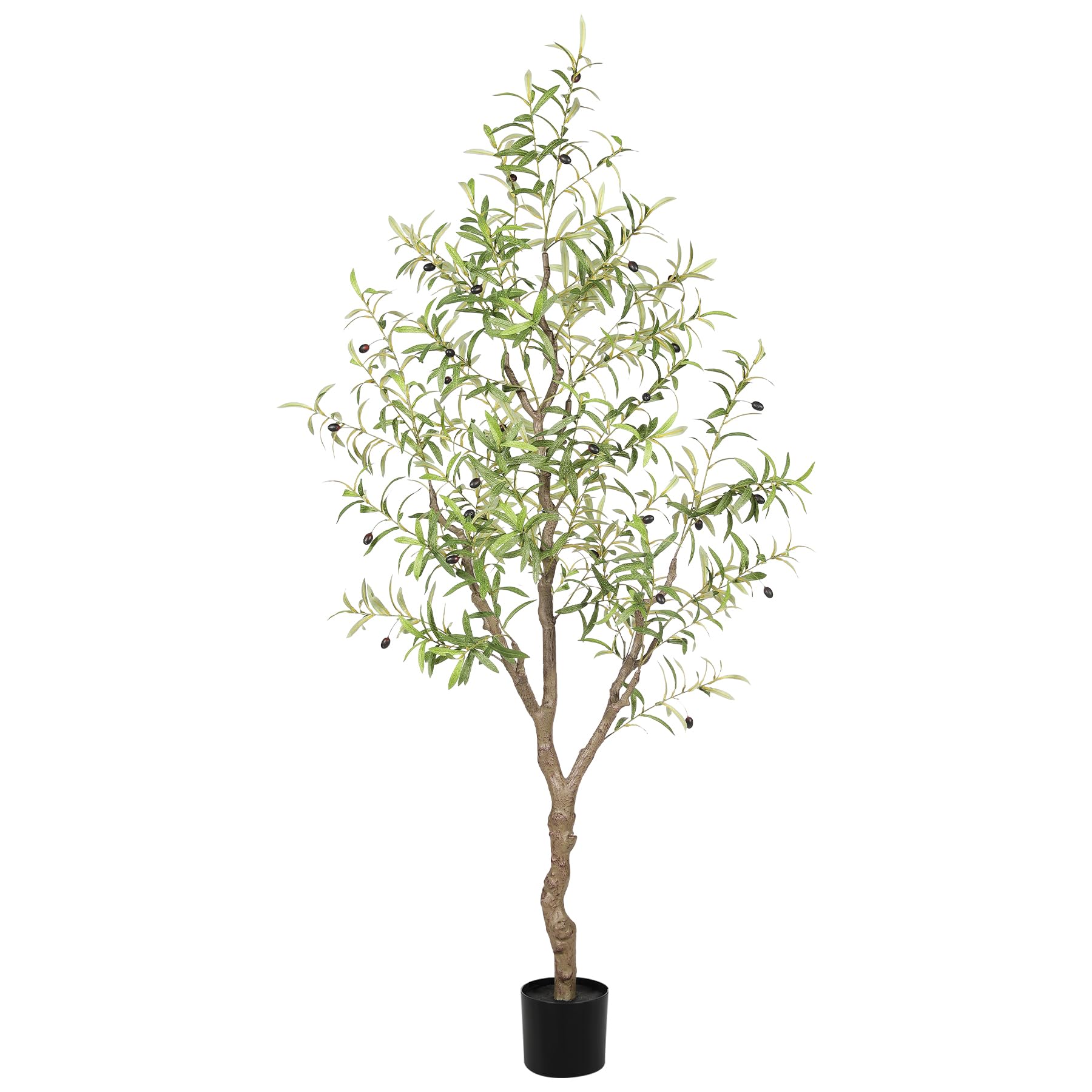 LYERSE 6ft Olive Tree
