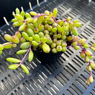 多肉植物 カペンシス 根っこアイドル フィギュリン 紙製 10×10×10cm コレクター向け | 多肉植物 カペンシス 根っこアイドル お笑い タレント 芸能人グッズ 小型 観葉植物 インテリア グリーン パープルステム