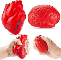 Vista 11 de Hungdao Anatomy Stress Set 2 piezas corazón con cerebro bola de espuma de poliuretano para el estrés, bola de anatomía falsa para el cuidado